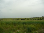P1110410