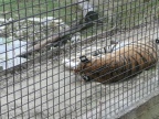 Veszprem 2008 238